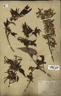 spécimen de Quercus acutissima