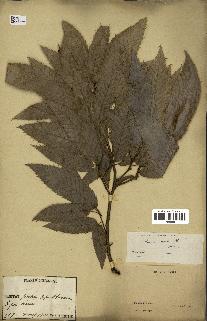 spécimen de Quercus acutissima
