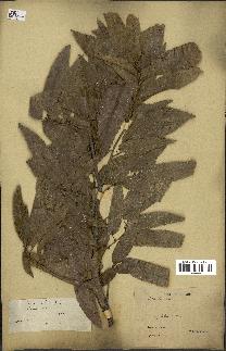 spécimen de Quercus acutissima