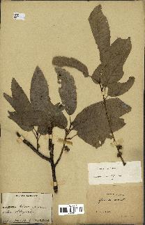 spécimen de Quercus acutissima