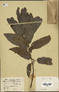 spécimen de Quercus acutissima
