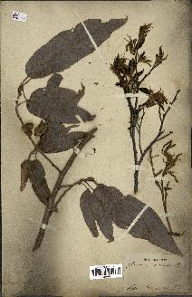spécimen de Quercus acutissima