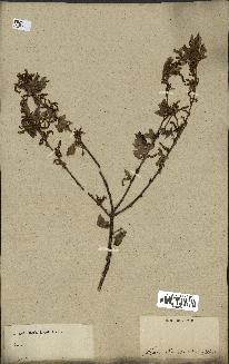 spécimen de Quercus acutissima