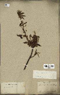 spécimen de Quercus acutissima