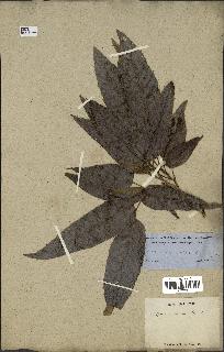spécimen de Quercus acutissima