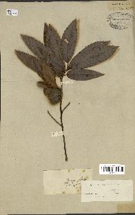 spécimen de Quercus acutissima