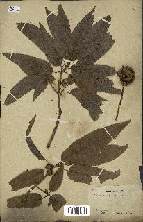 spécimen de Quercus acutissima