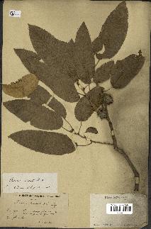 spécimen de Quercus acutissima