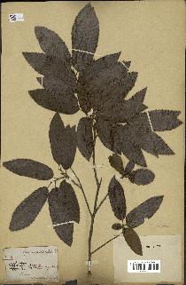 spécimen de Quercus acutissima