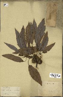 spécimen de Quercus acutissima