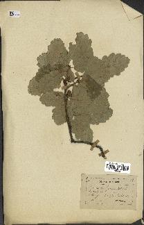 spécimen de Quercus pubescens