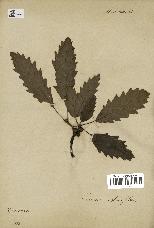 spécimen de Quercus castaneifolia