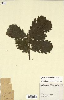 spécimen de Quercus sp.