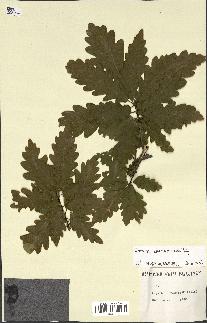 spécimen de Quercus sp.