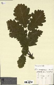 spécimen de Quercus sp.