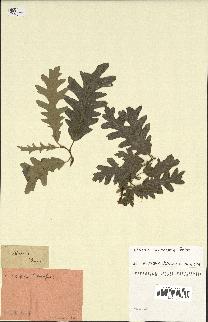 spécimen de Quercus sp.