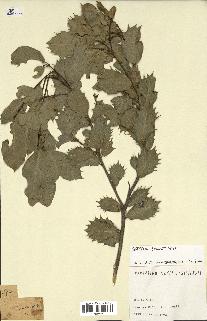 spécimen de Quercus sp.