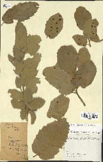 spécimen de Quercus sp.