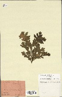 spécimen de Quercus sp.