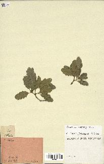 spécimen de Quercus sp.