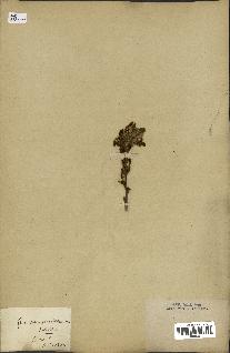 spécimen de Quercus pubescens