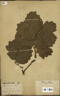 spécimen de Quercus pubescens