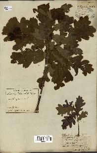 spécimen de Quercus robur