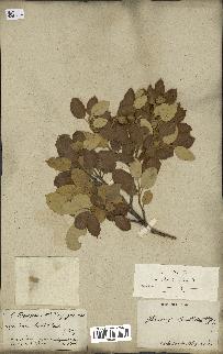 spécimen de Quercus ilex