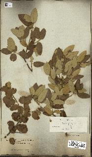 spécimen de Quercus ilex