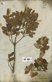 spécimen de Quercus ilex