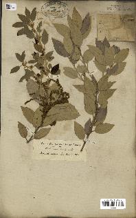 spécimen de Quercus ilex