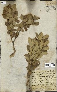 spécimen de Quercus ilex