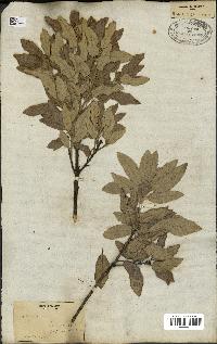 spécimen de Quercus ilex