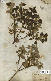 spécimen de Quercus ilex