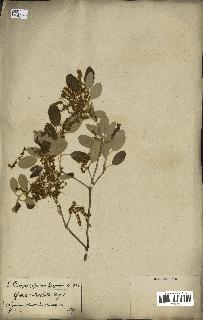 spécimen de Quercus ilex