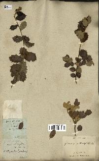 spécimen de Quercus ilex