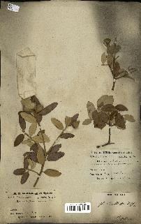 spécimen de Quercus ilex