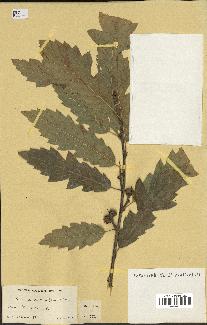 spécimen de Quercus castaneifolia