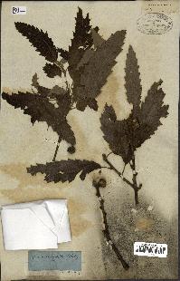 spécimen de Quercus castaneifolia