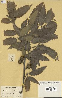 spécimen de Quercus castaneifolia