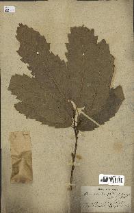 spécimen de Quercus castaneifolia