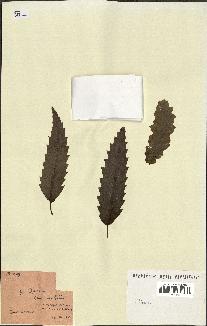 spécimen de Quercus castaneifolia