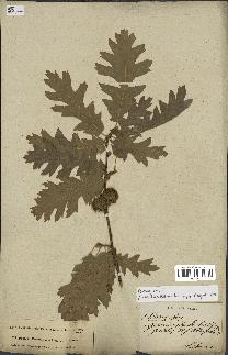 spécimen de Quercus cerris