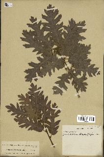 spécimen de Quercus cerris