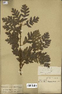 spécimen de Quercus cerris