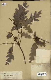spécimen de Quercus cerris