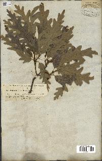spécimen de Quercus cerris
