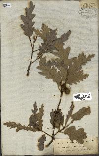 spécimen de Quercus cerris