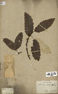 spécimen de Quercus castaneifolia