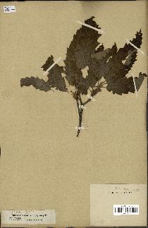 spécimen de Quercus castaneifolia